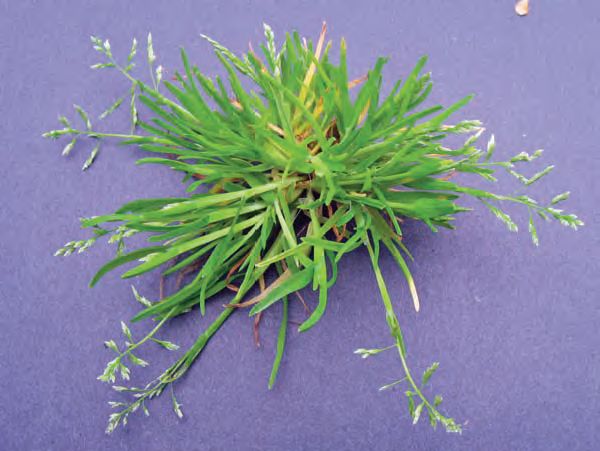 Weed Control in Macon & Warner Robins Liquid Lawn 4783187644
