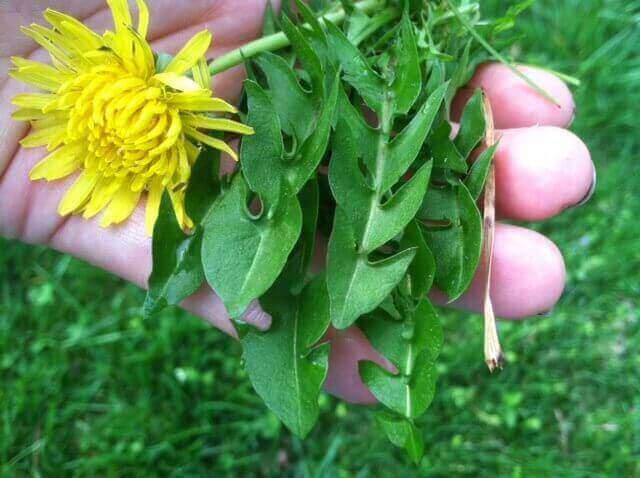 Dandelions Liquid Lawn How to get rid of dandelions!