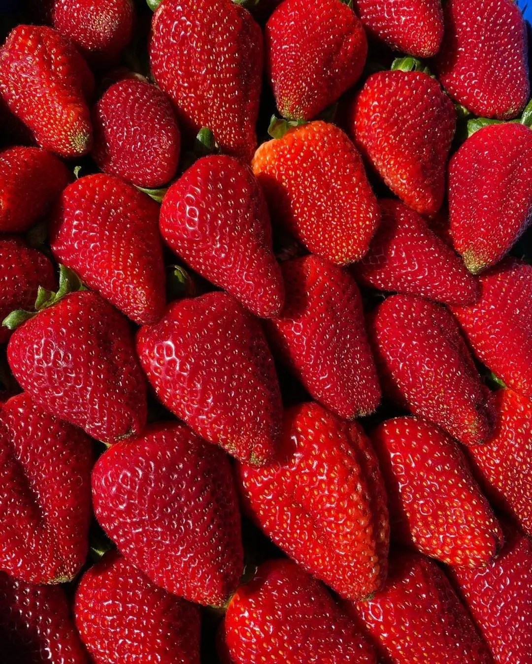 Strawberry Stands Carlsbad Strawberry Company