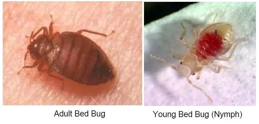 Bed Bug Solutions Waterloo, IA Aable Pest Control