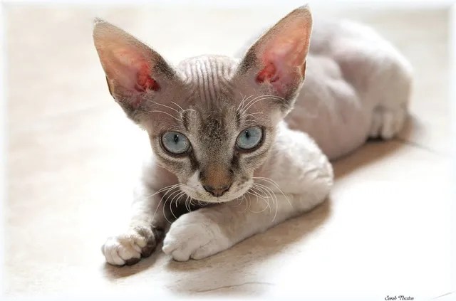 √70 ou plus chat sans poil a donner 235966
