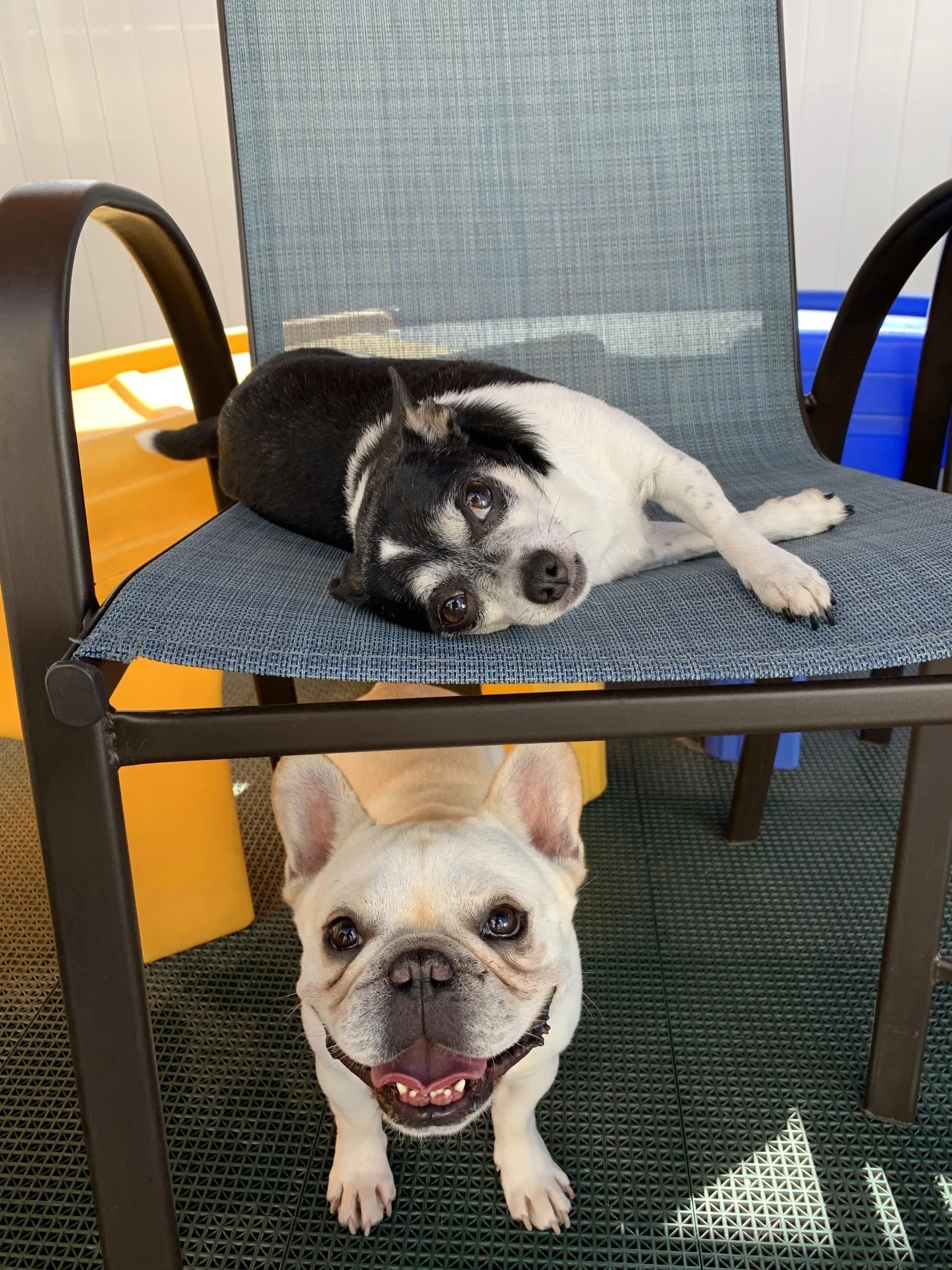 Houston Dog Daycare, Boarding, & Grooming Dogs R Dogs