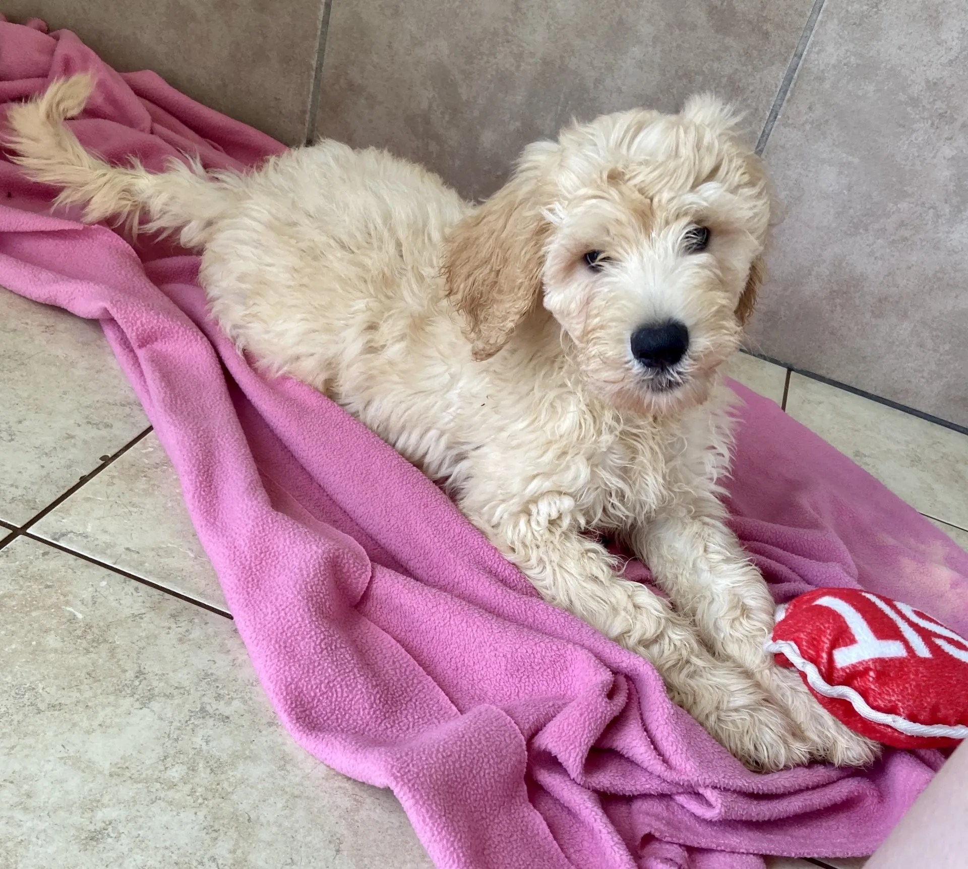 Buy a Puppy Fort Myers, FL Lil Rascals Puppies