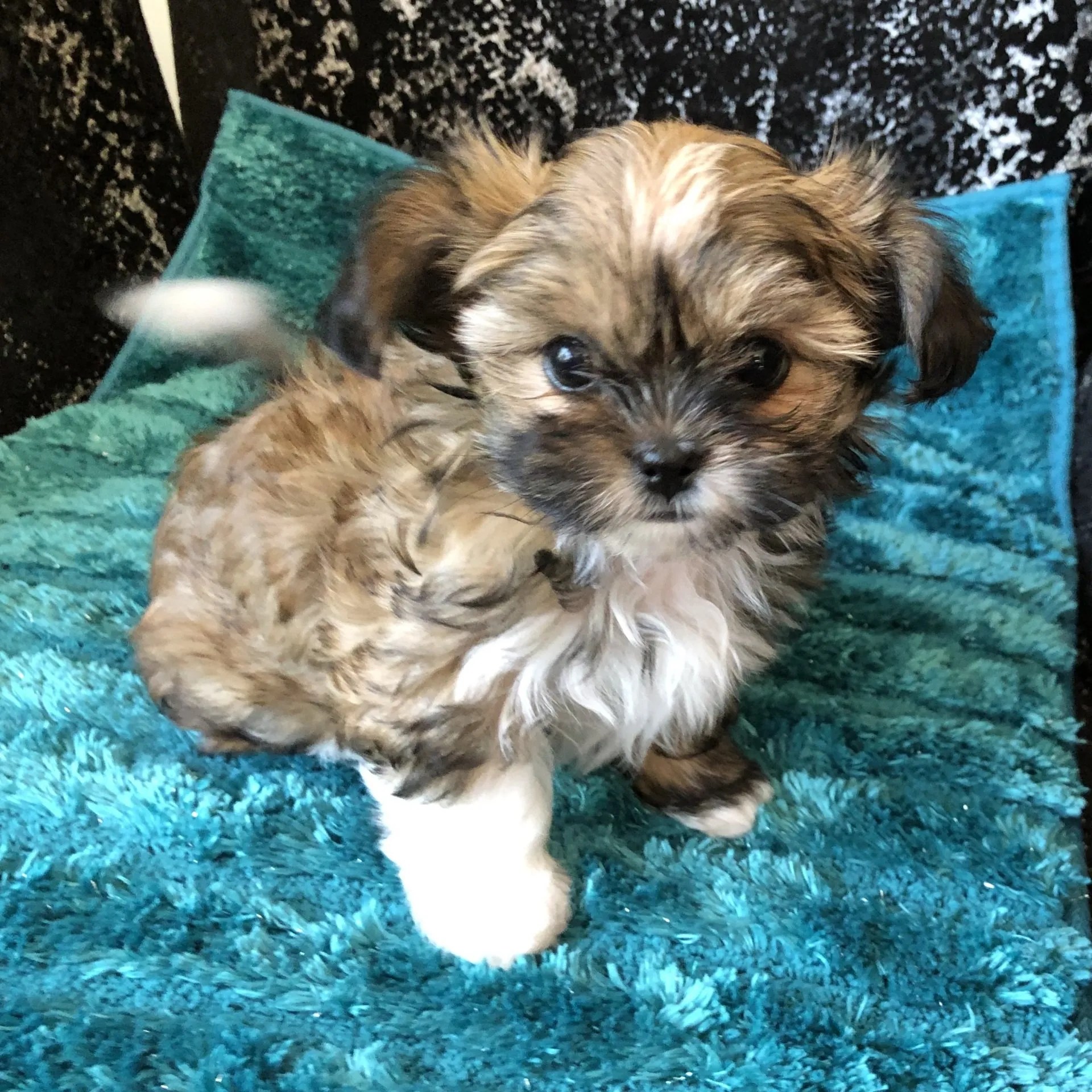 Rare Gem MiKis MiKi Puppies for Sale
