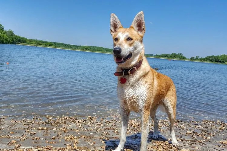 Free Dog Agility Parks Near Me Resumeform