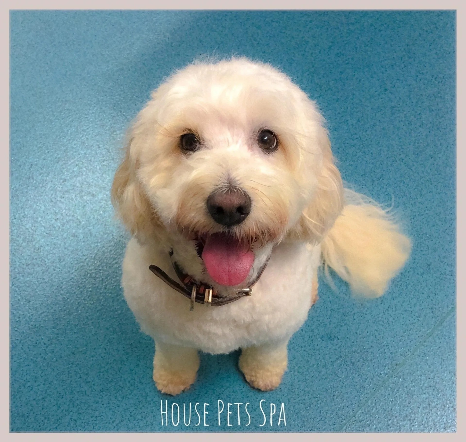 House Pets Spa Dog & Cat grooming in Corby