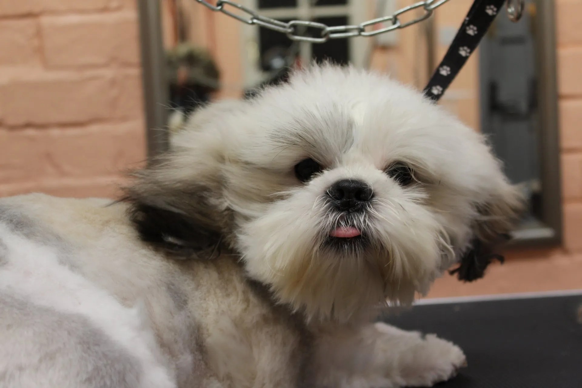 Dog groomer, Paws Up Dog Grooming