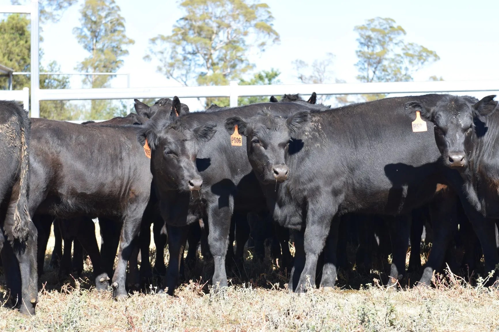 Bald Blair Angus commercial heifers for sale