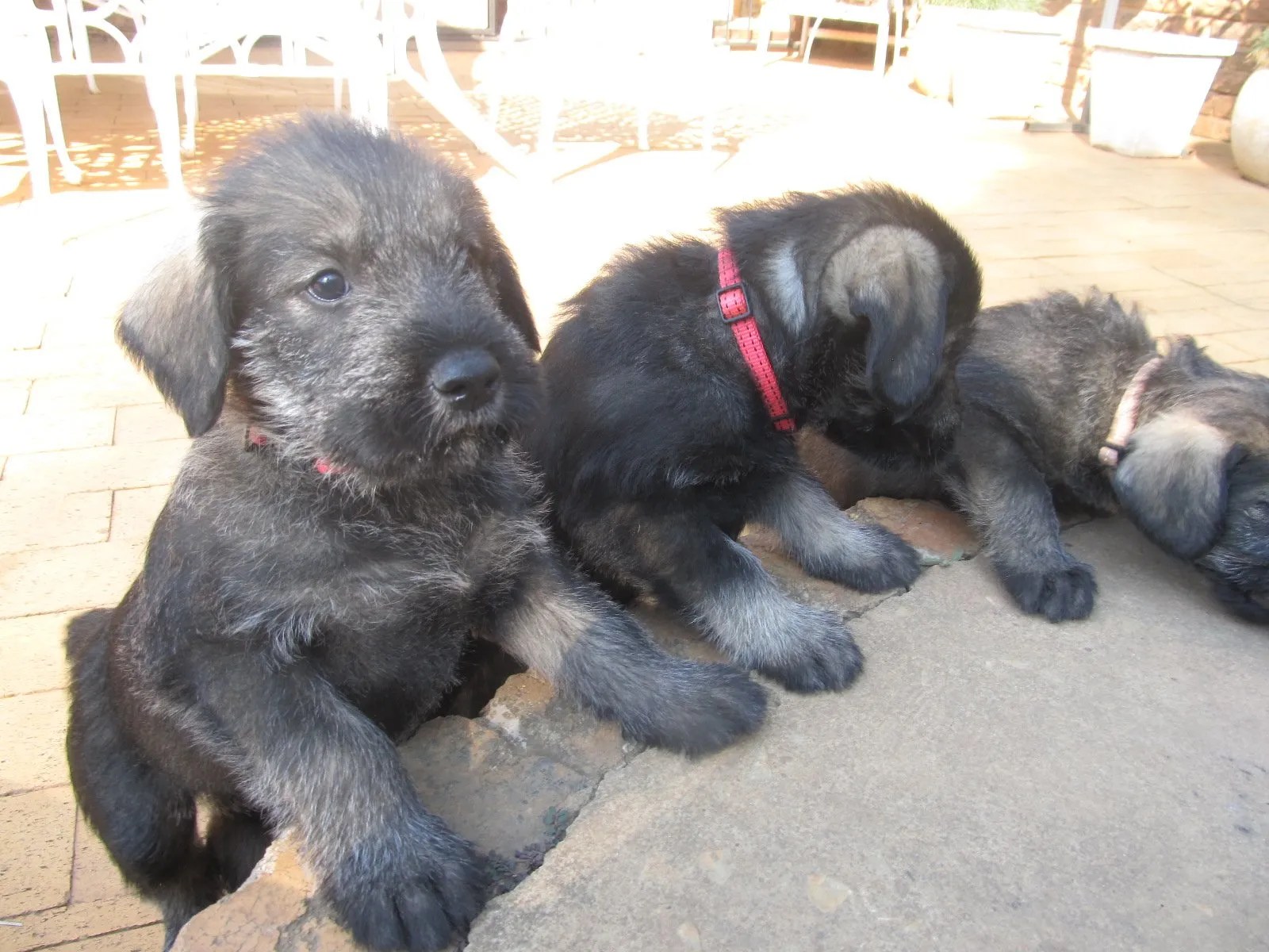 Scherzando Pepper and Salt Giant Schnauzers South Africa