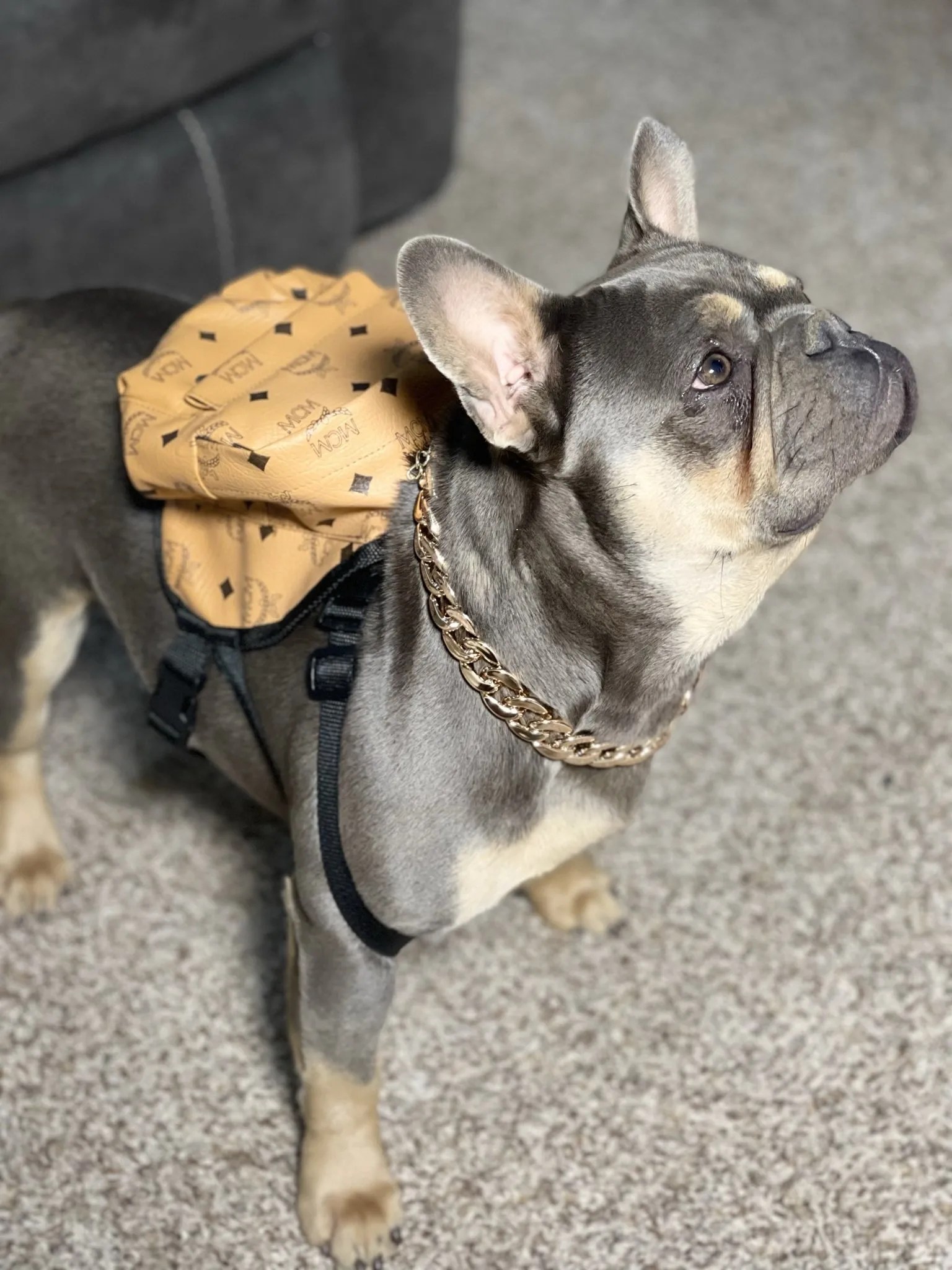 Available Frenchie Pups Richland, WA A Royal Frenchie