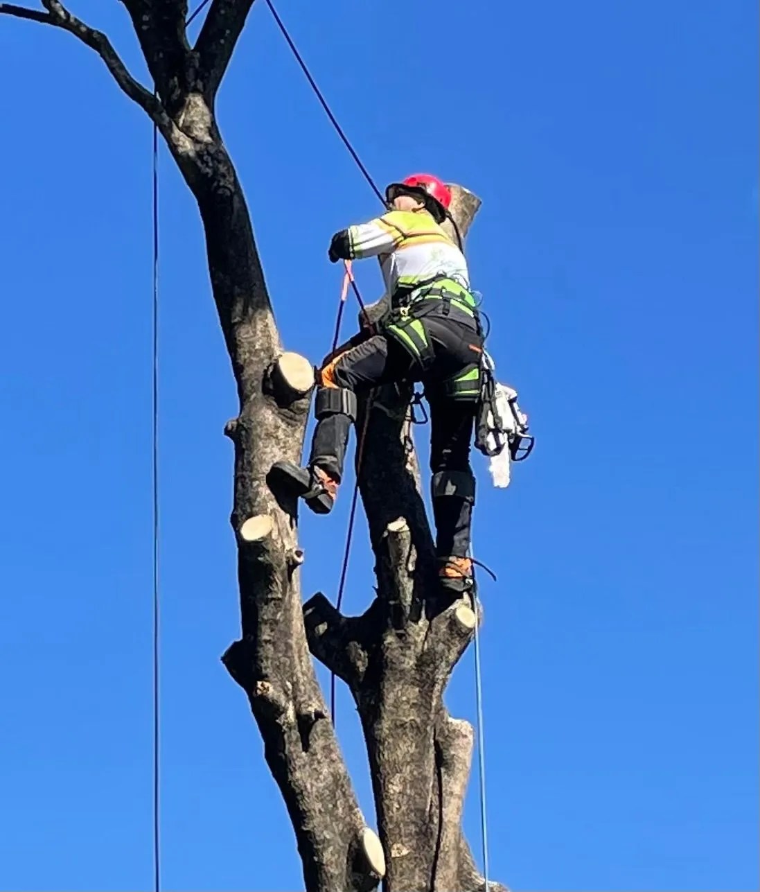 Tree Services Lopping Trimming & Pruning All Suburbs 0466 995