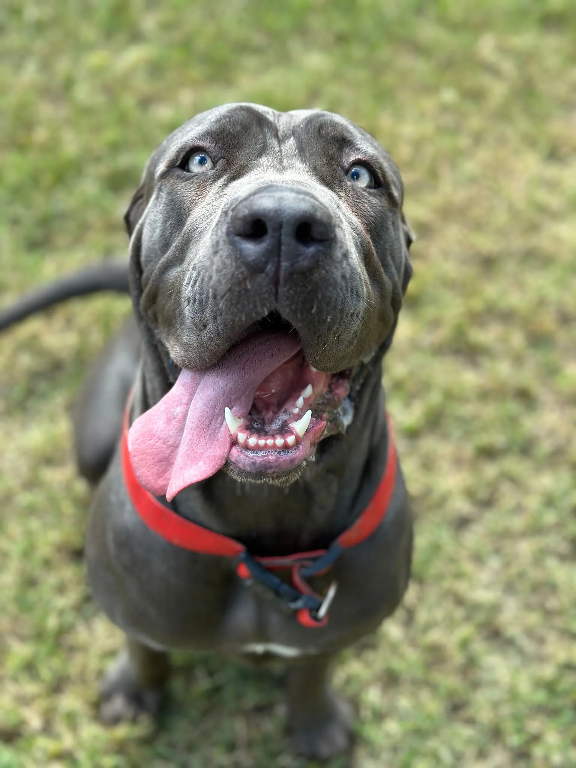 Rockhampton Boarding Kennels & Cattery Pet Boarding Rockhampton