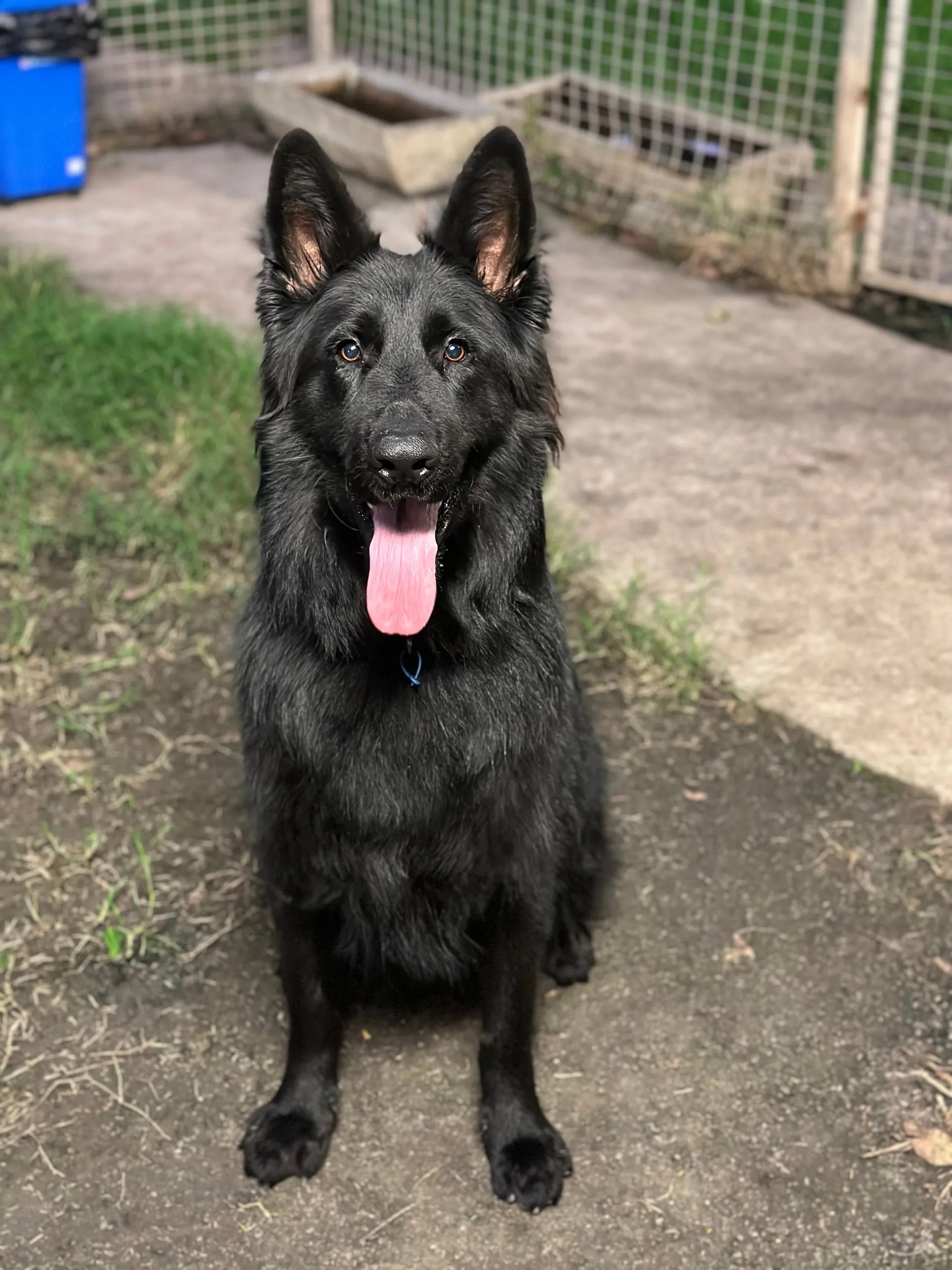 Rockhampton Boarding Kennels & Cattery Pet Boarding Rockhampton
