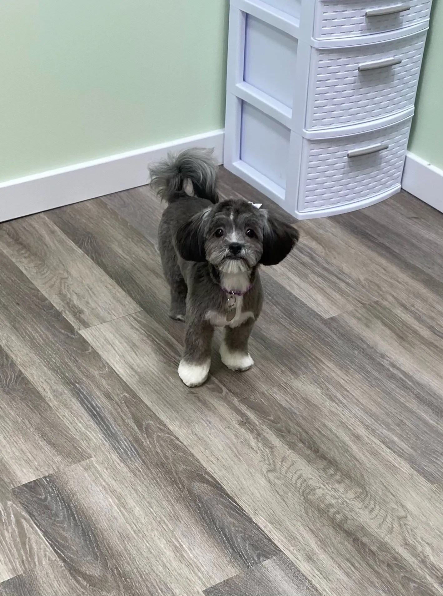 Bones Bath & Beyond Pet Grooming Merrick, NY