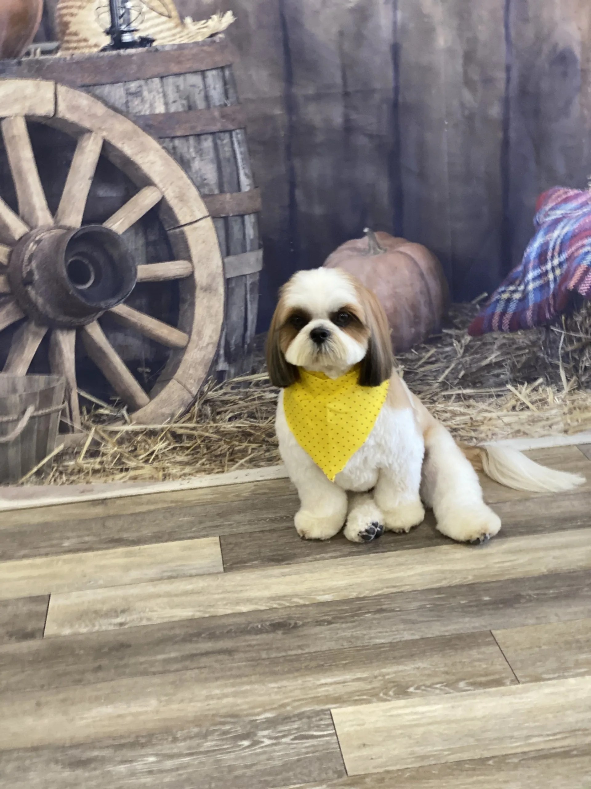 Bones Bath & Beyond Pet Grooming Merrick, NY