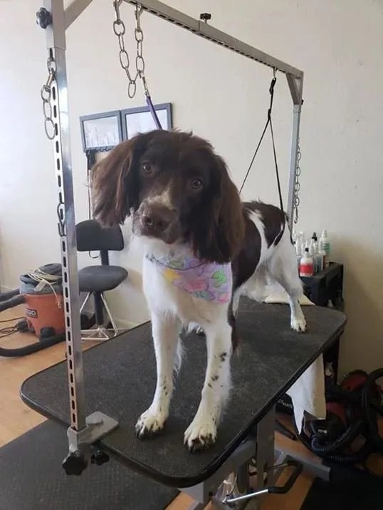 Professional Dog Grooming Cody, WY Cody Paw Spa