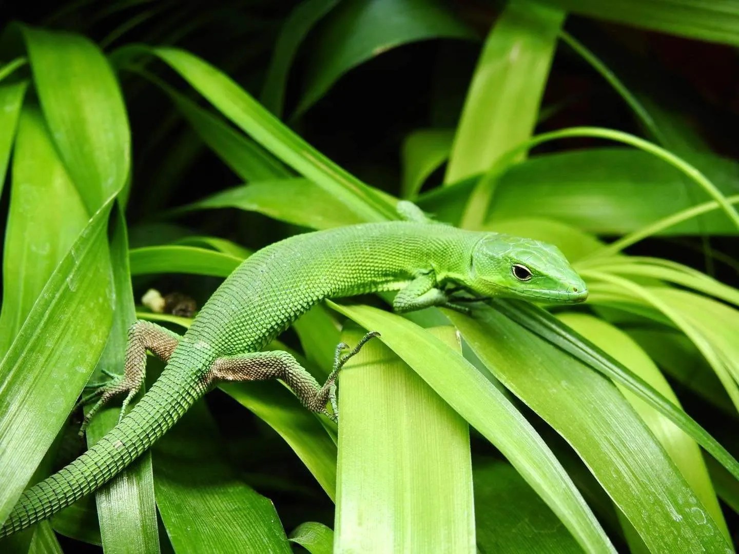 The Jungle Reptiles, Moss End