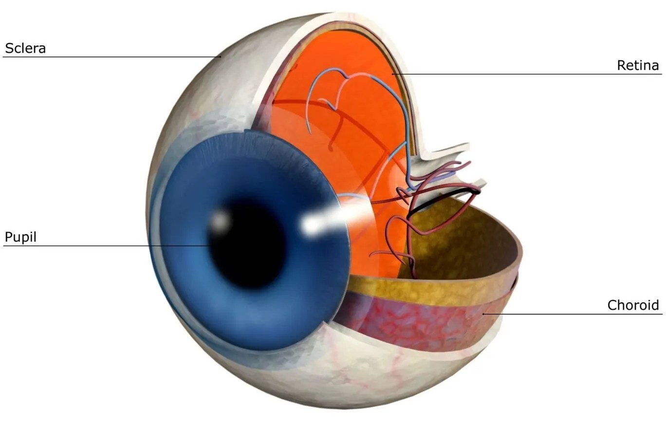 How Long Does It Take Eye To Heal After Laser Surgery For Retinal Tear