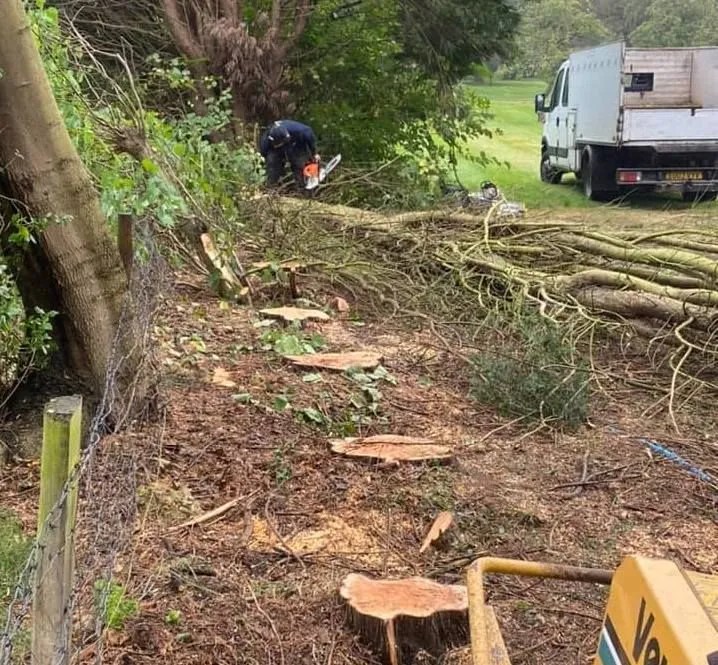 Tree Felling Wirral Stump & Tree Root Removal Wirral