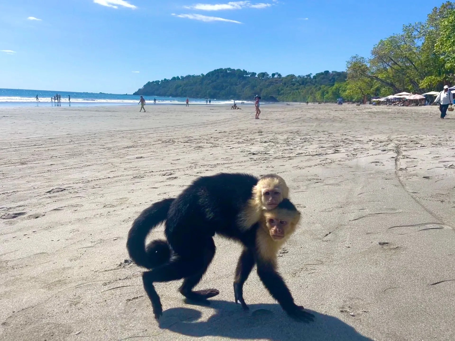 Where to Stay in Manuel Antonio FAQ's & Info