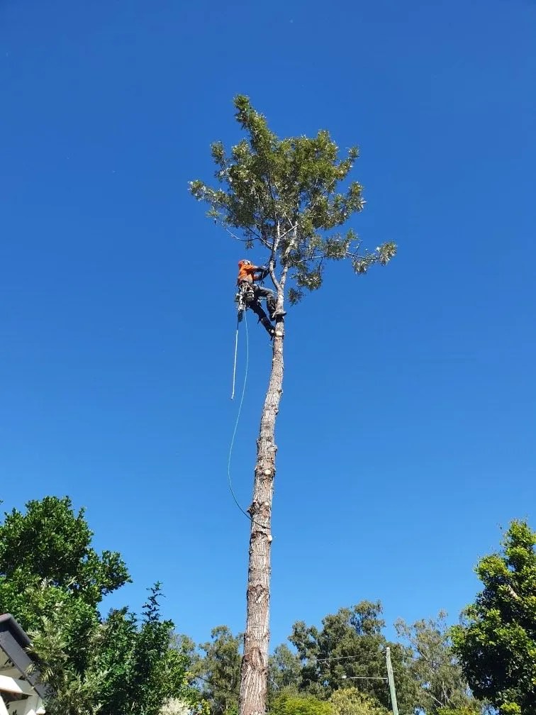 Affordable Tree Services Brisbane Tree Removal Palm Trees Same