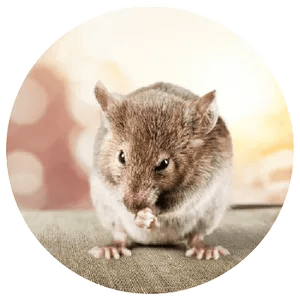 Adams Pest Control Alexandria, LA Home