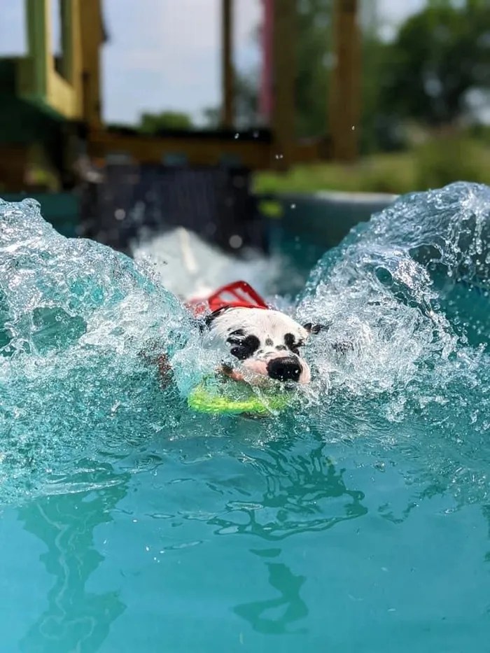 New Braunfels, TX Veterinary Rehabilitation and Sports Medicine