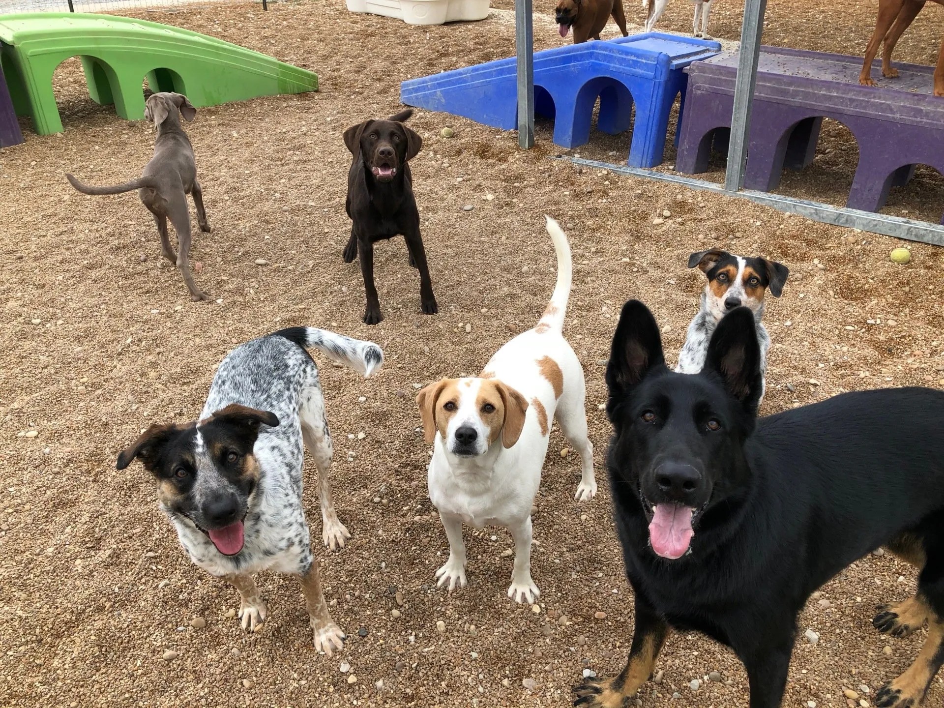 Home Kritter Kare's Howliday Inn Dog Lodging, Pet Sitting