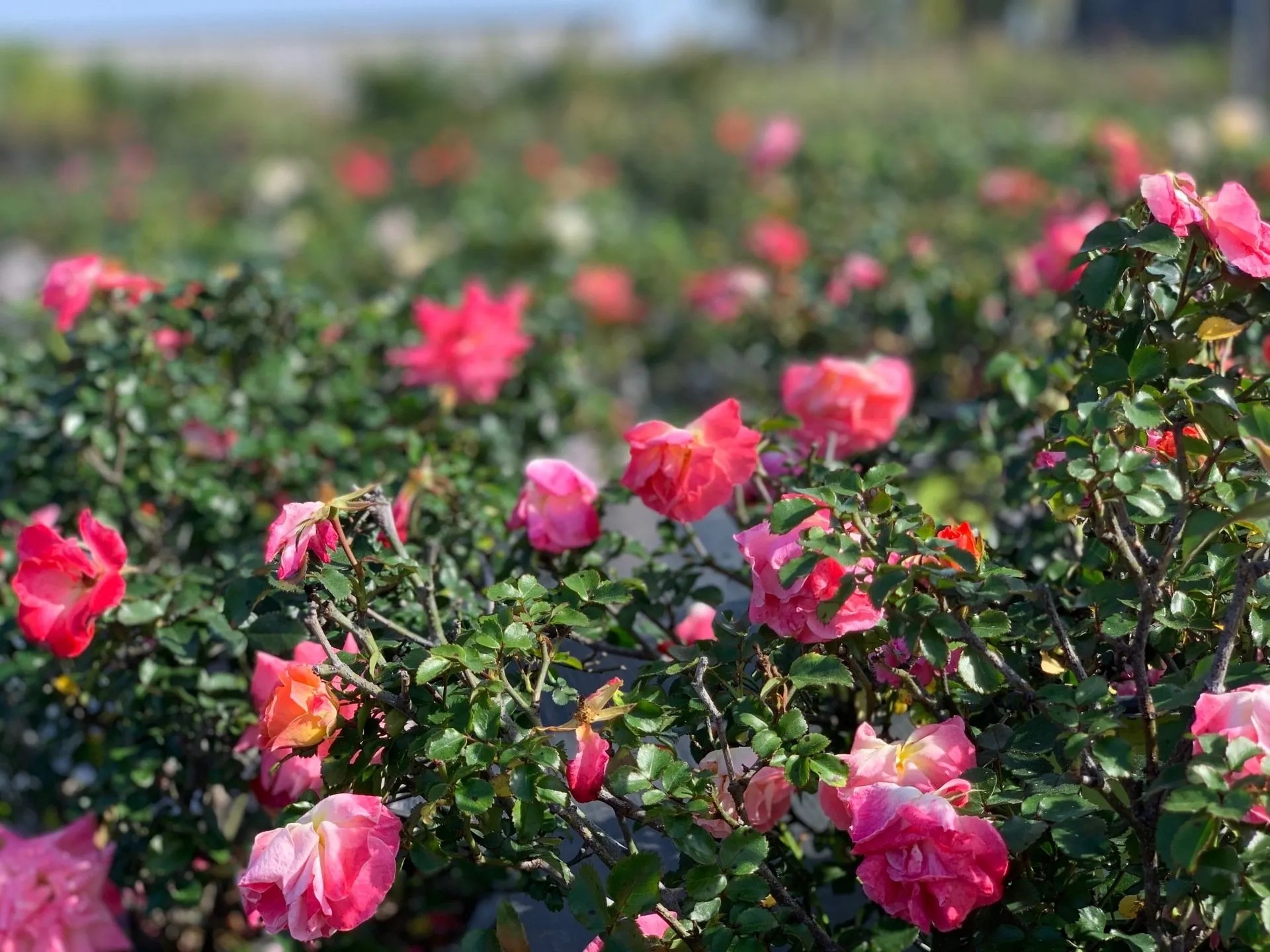Plant Installation Panama City Beach, FL Lisenby Palms Inc.