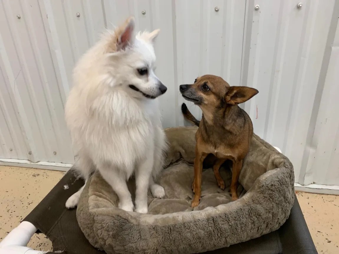 Stay and Play Pet Resort Grand Forks, ND Home