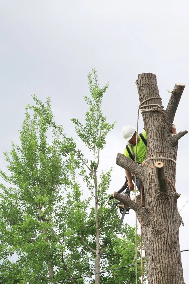 JJ Ronquillo Landscaping & Tree Services Inc Top Rated Landscaper
