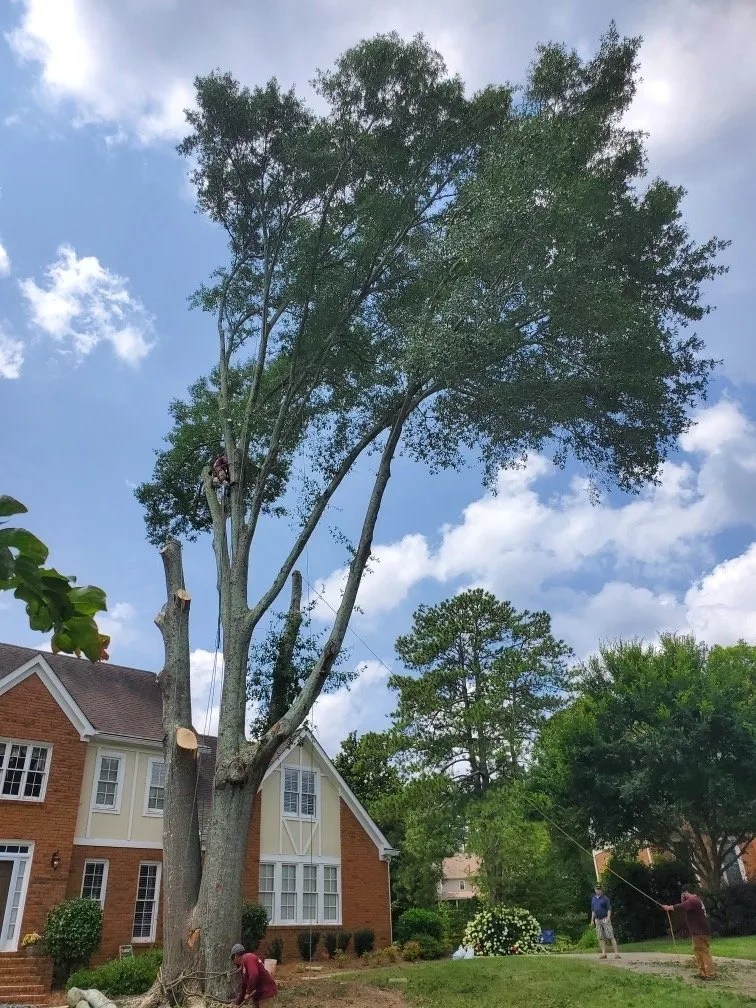 About Eddy's Tree Service & Landscaping LLC