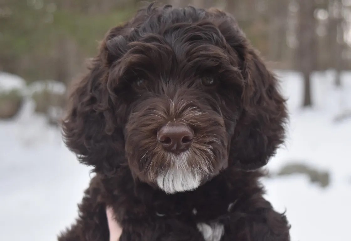 Lucky Dog Australian Labradoodles North Easton, MA