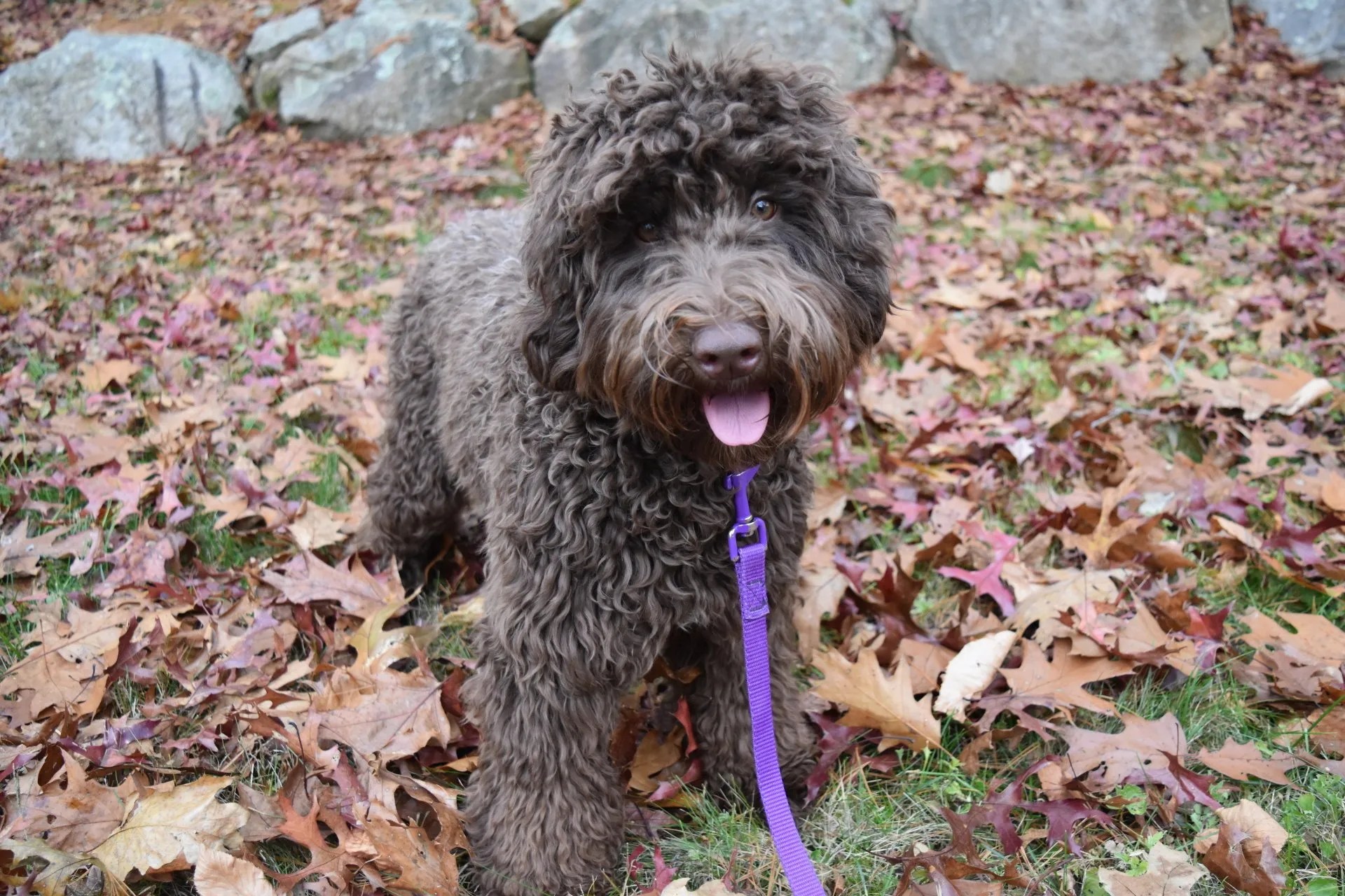 Lucky Dog Australian Labradoodles North Easton, MA