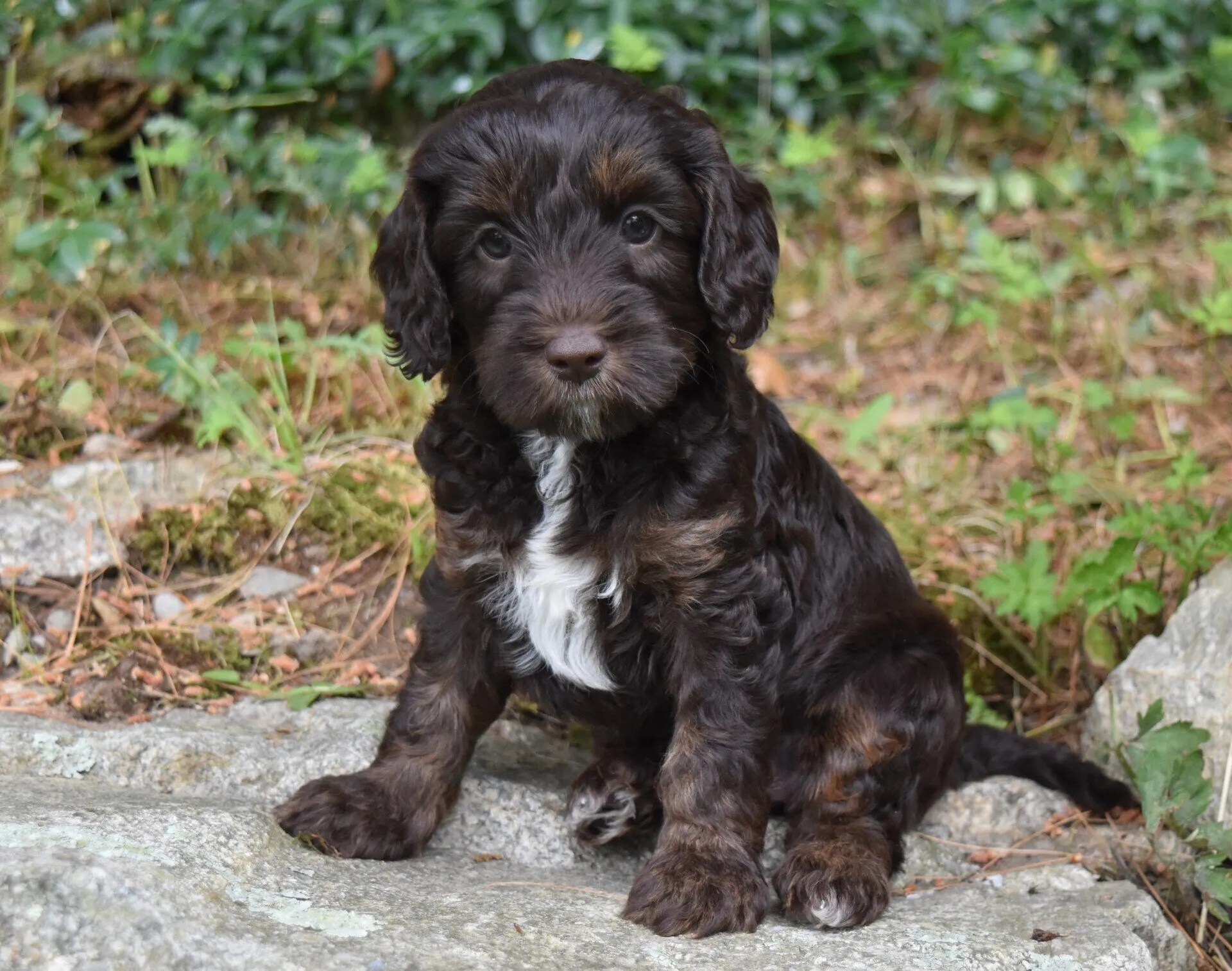Lucky Dog Australian Labradoodles North Easton, MA