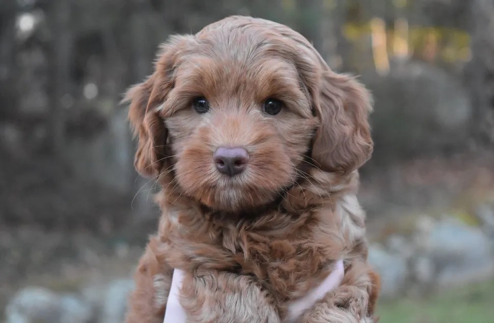 Lucky Dog Australian Labradoodles North Easton, MA