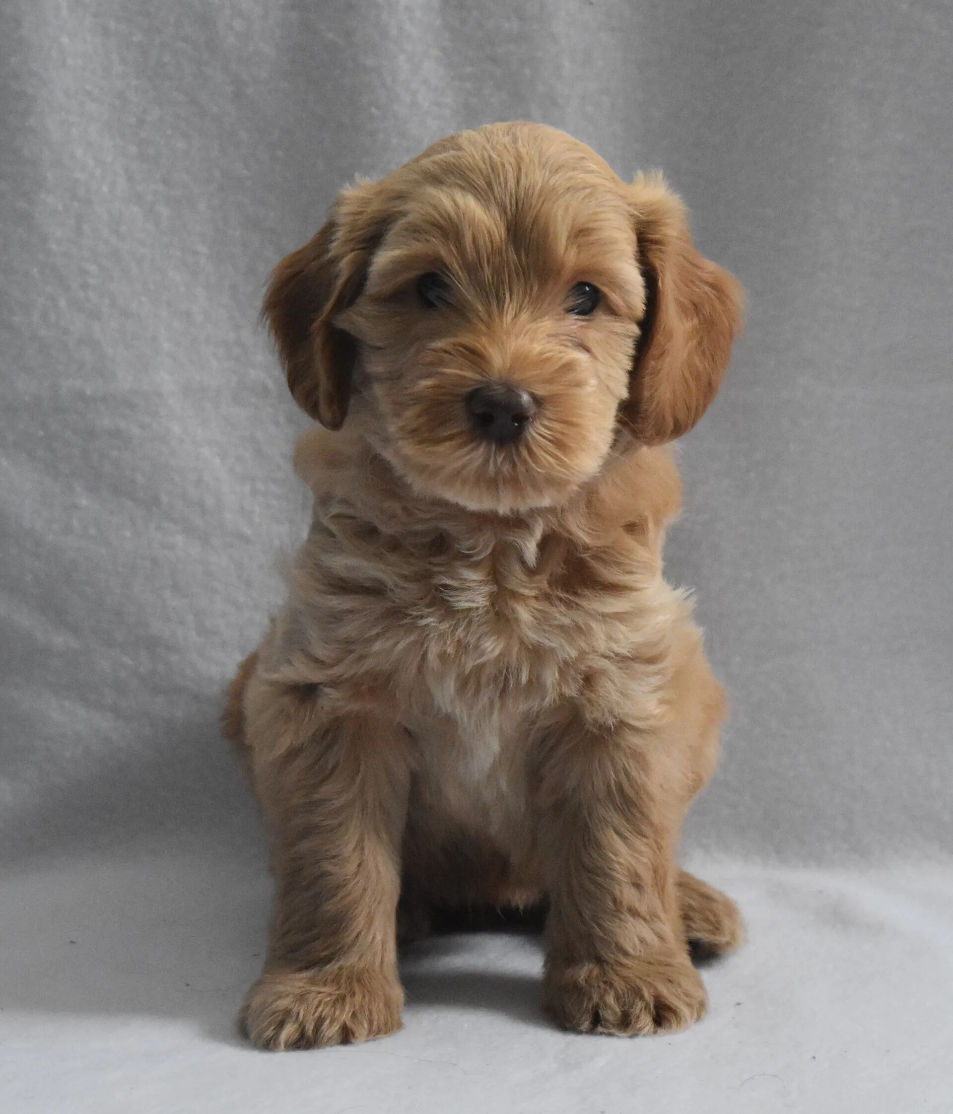 Lucky Dog Australian Labradoodles North Easton, MA