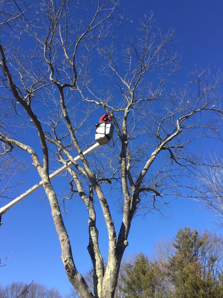 Tree Removal & Service Portland, ME; South Portland, ME; & Falmouth