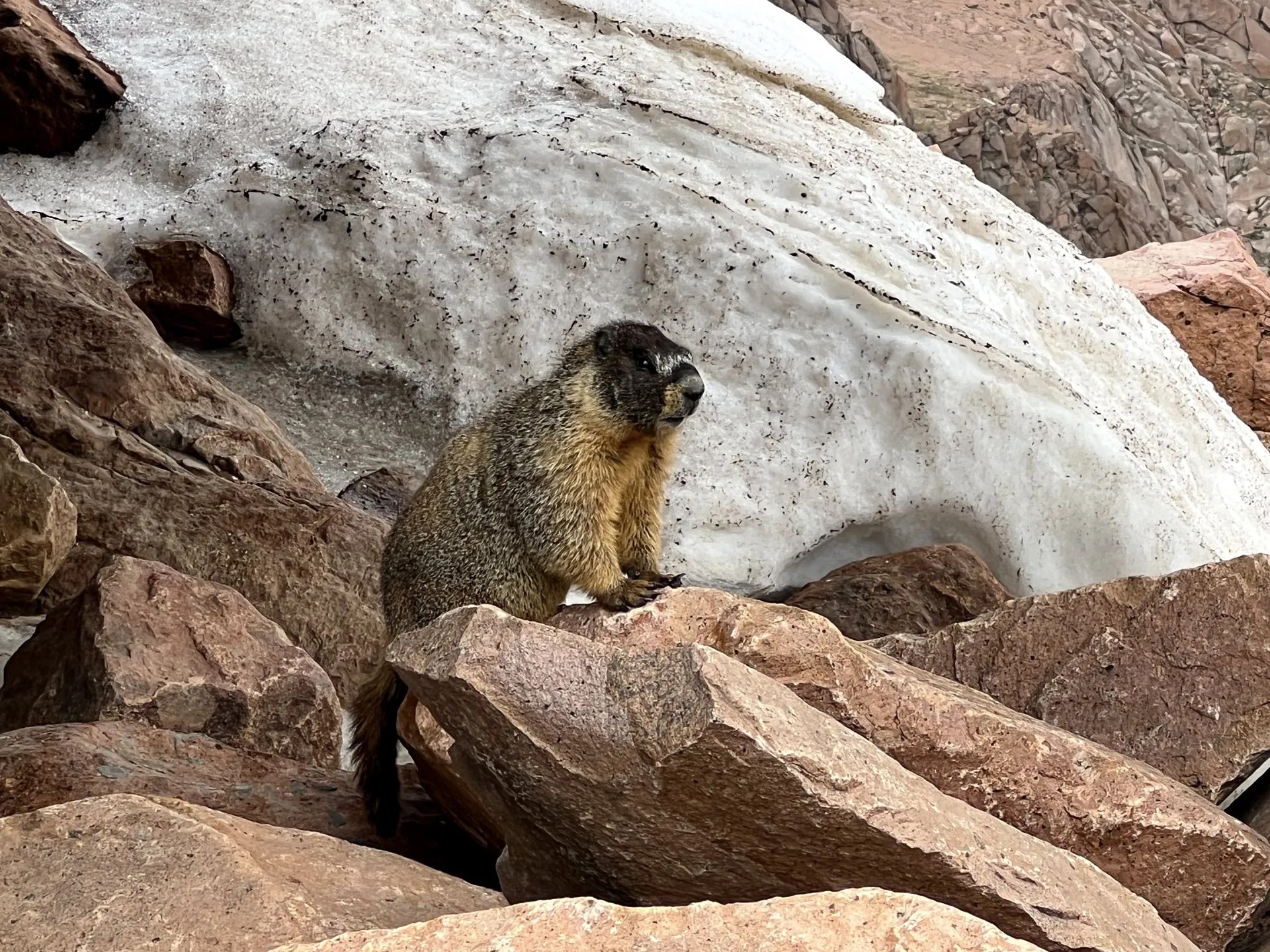 Pikes Peak Jeep Tour Mountain Jeep LLC