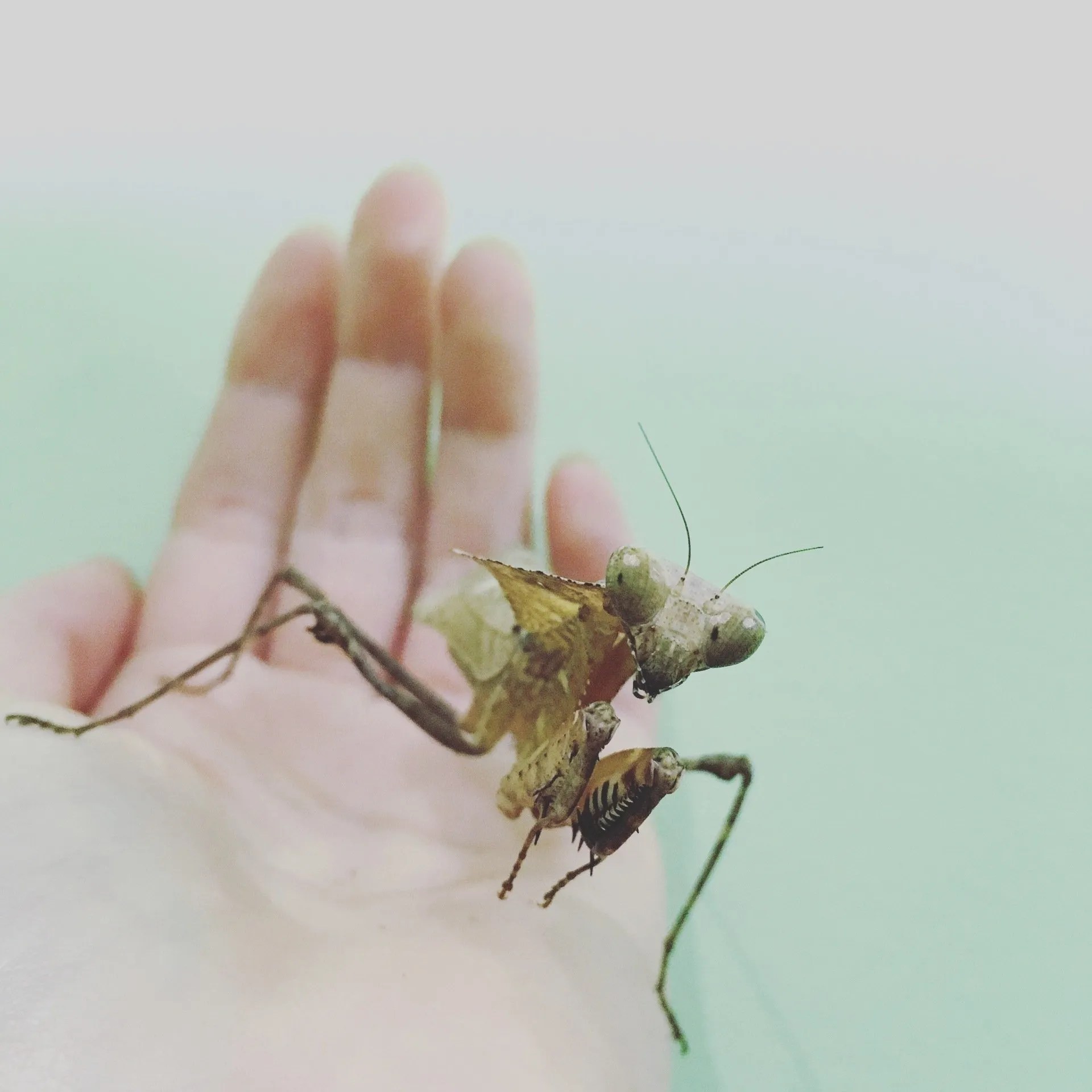 Gallery Victoria Bug Zoo