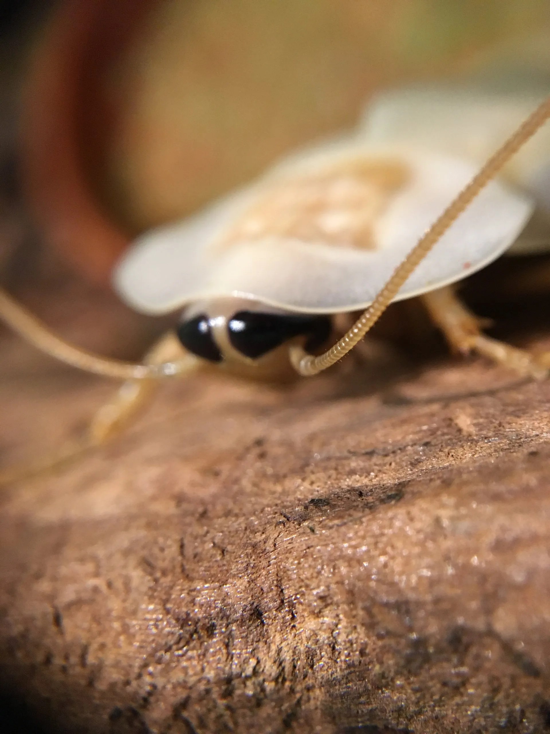 Bug Zoo Tickets & Admission Victoria Bug Zoo