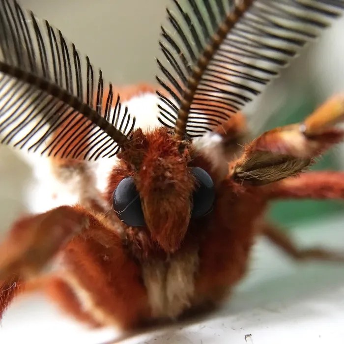 About Victoria Bug Zoo