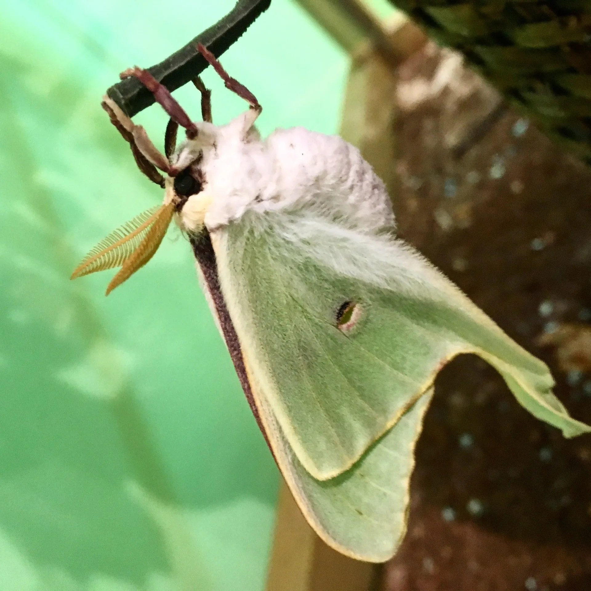 Gallery Victoria Bug Zoo