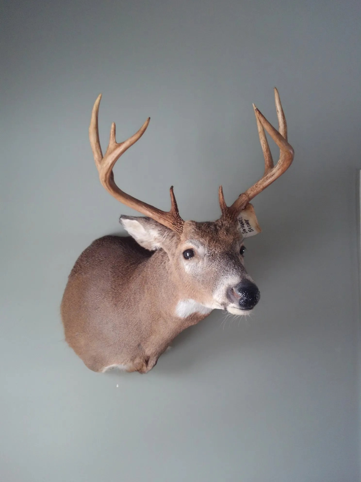 Taxidermy Services Lowville, NY Wilderness Walt's Taxidermy