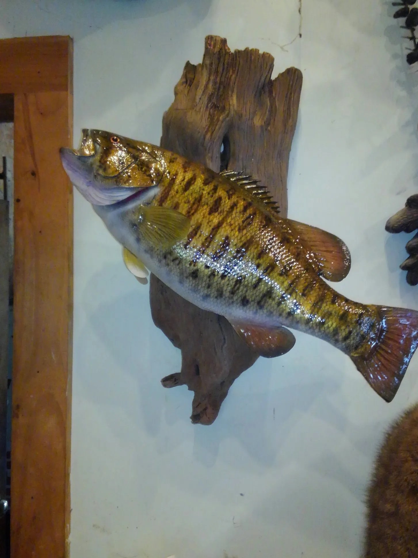 Taxidermy Services Lowville, NY Wilderness Walt's Taxidermy