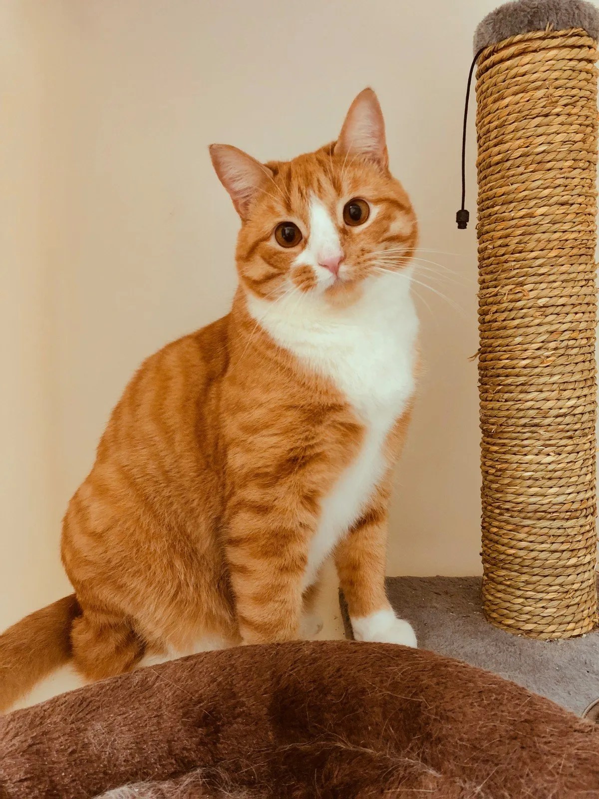 Vet Online Store Evans, GA Blanchard Woods Animal Hospital