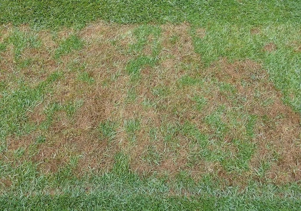 What's the Damage Pythium Root Rot