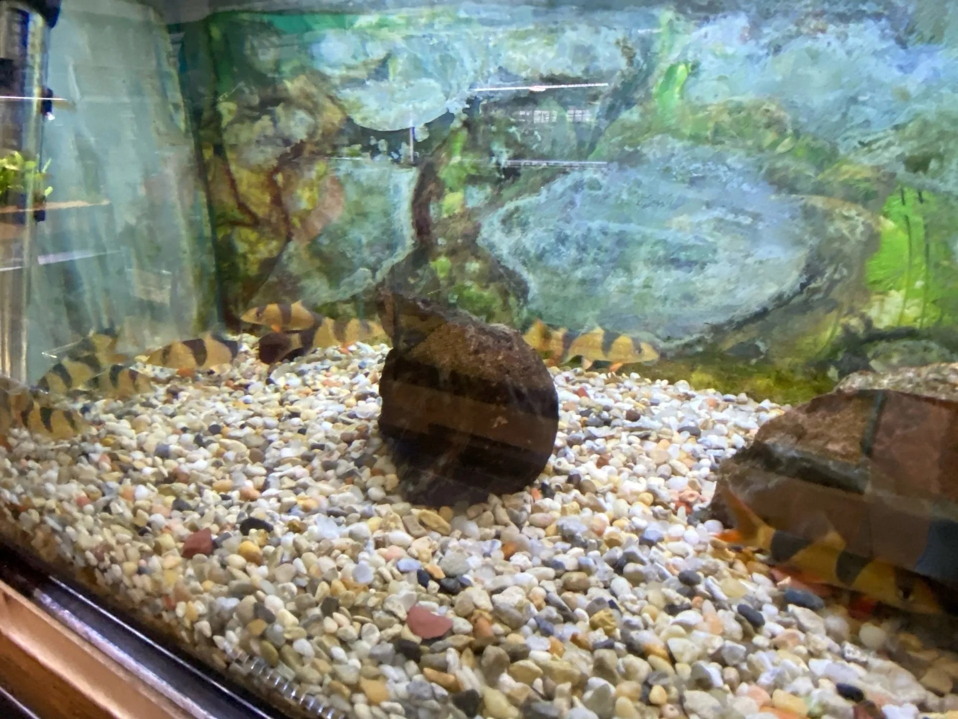 Gallery Metairie, LA Causeway Pets