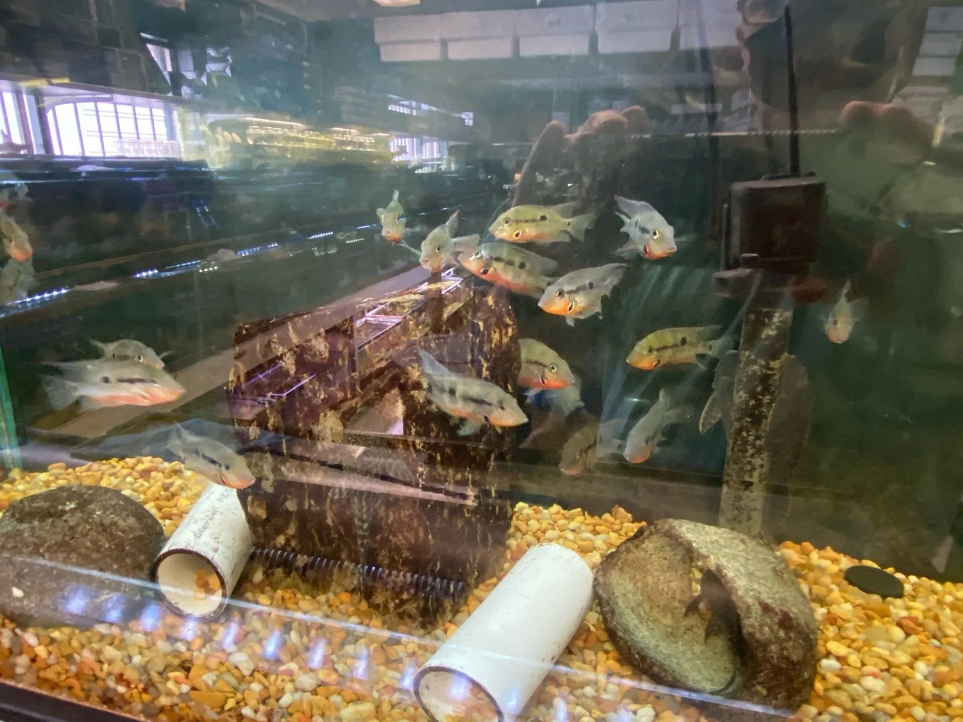 Gallery Metairie, LA Causeway Pets