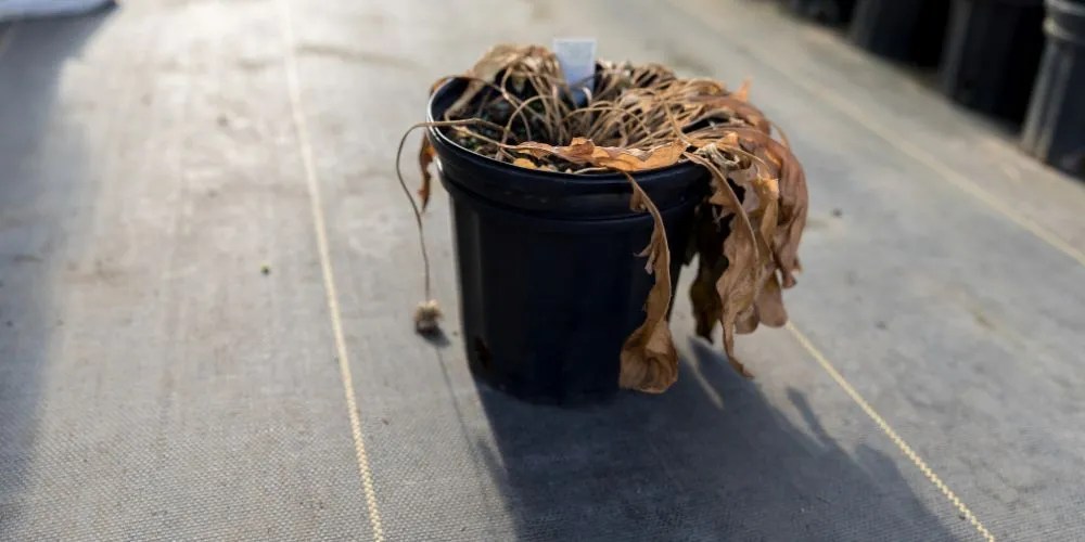 How to Determine if a Plant is Dead Revival Tips
